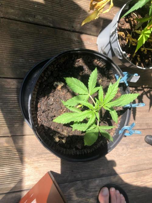 White Widow XXL Auto-Balcony/Window Grow. Week 3