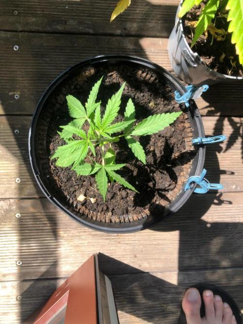 White Widow XXL Auto. Week 3