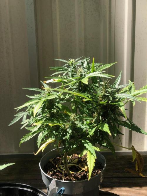 Window/Balcony Grow - Mini plant 2026. Week 9