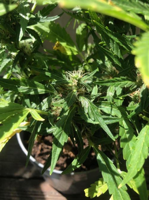 Window/Balcony Grow - Mini plant 2026. Week 9
