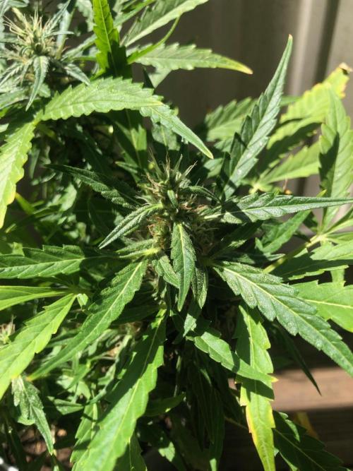 Window/Balcony Grow - Mini plant 2026. Week 9