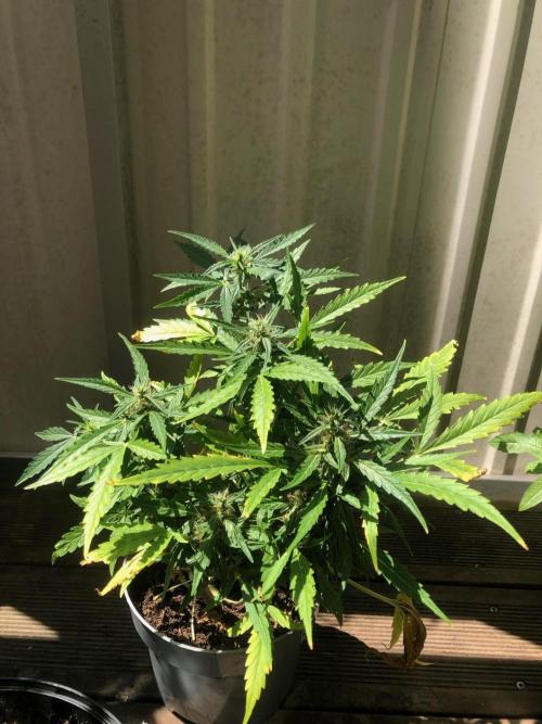 Northern Light Automatic. Week 9