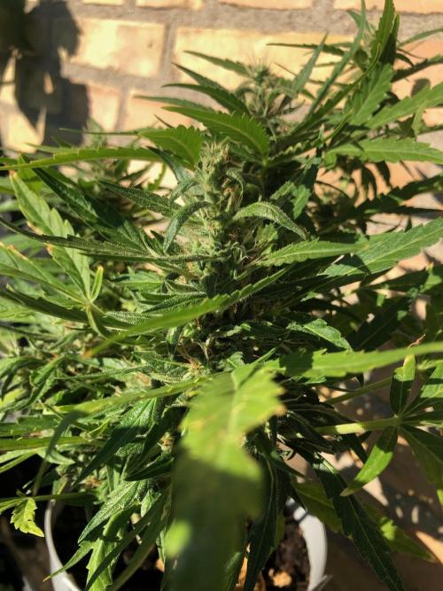 Window/Balcony Grow - Mini plant 2026. Week 10