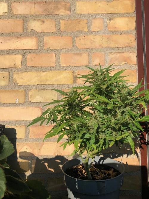 Window/Balcony Grow - Mini plant 2026. Week 10