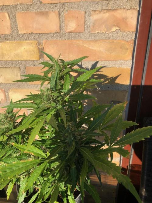 Window/Balcony Grow - Mini plant 2026. Week 10