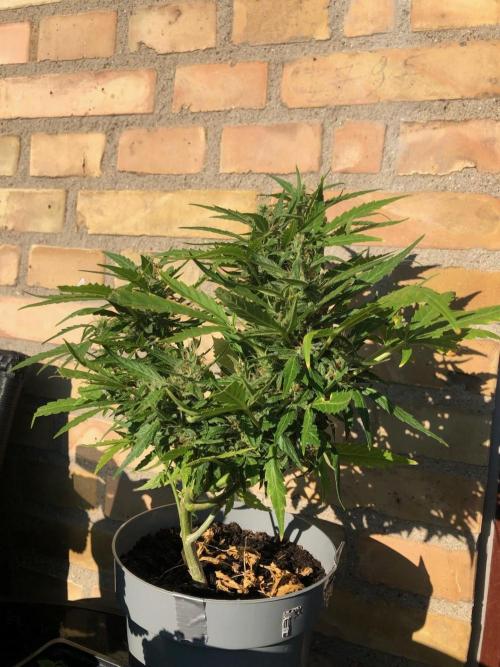 Window/Balcony Grow - Mini plant 2026. Week 10