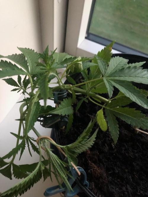 White Widow XXL Auto-Balcony/Window Grow. Week 4