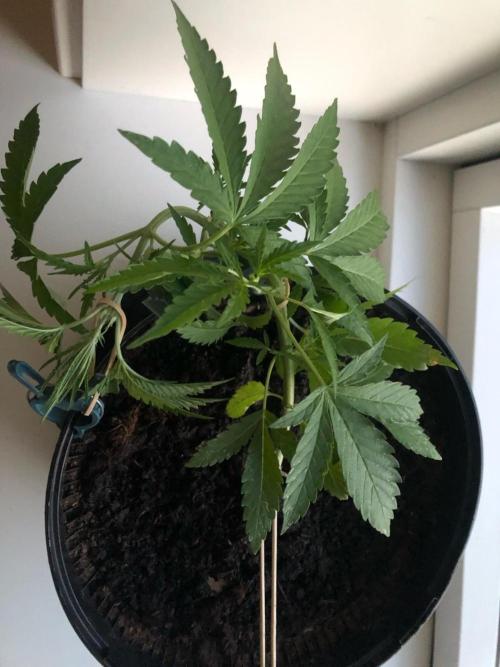 White Widow XXL Auto-Balcony/Window Grow. Week 4