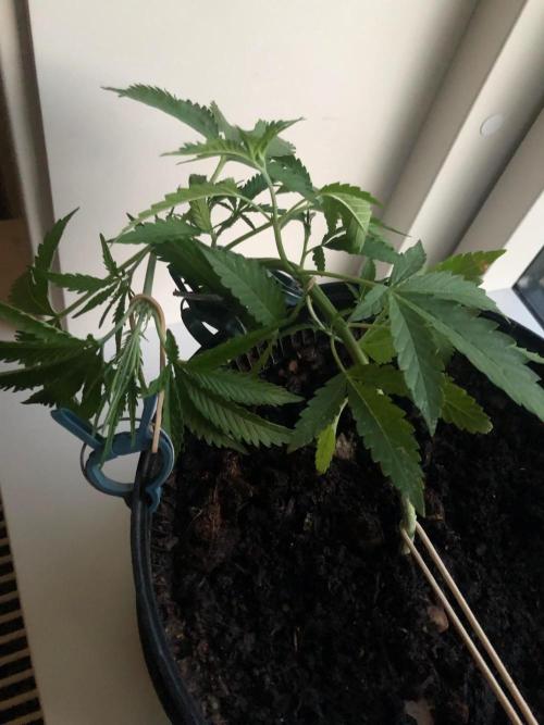 White Widow XXL Auto. Week 4