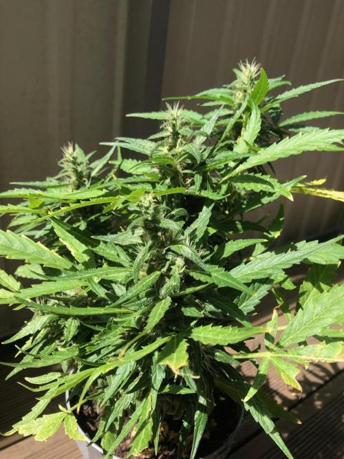 Window/Balcony Grow - Mini plant 2026. Week 11