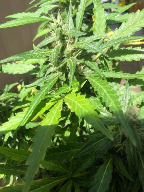 Window/Balcony Grow - Mini plant 2026. Week 11