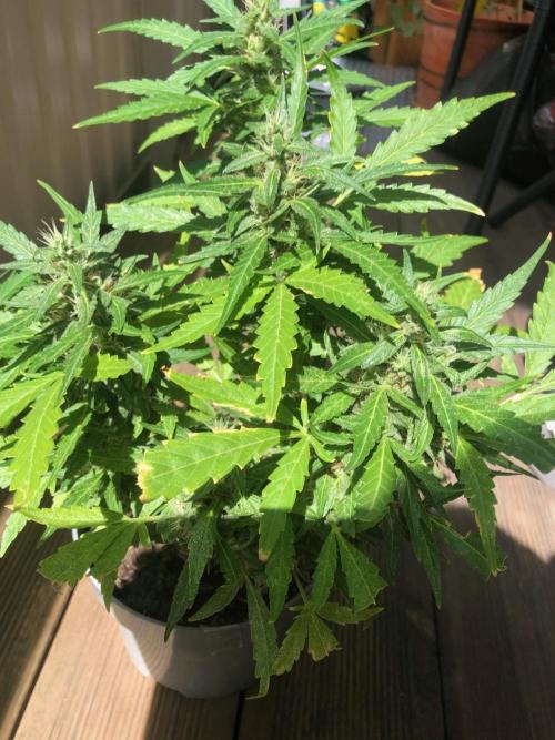Window/Balcony Grow - Mini plant 2026. Week 11