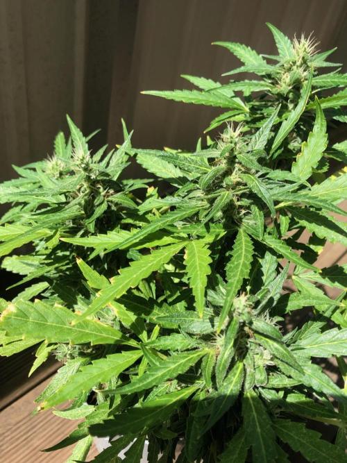 Window/Balcony Grow - Mini plant 2026. Week 11