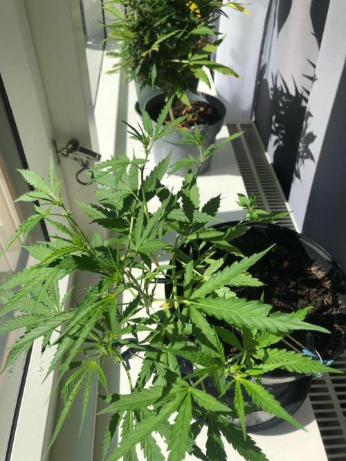 White Widow XXL Auto-Balcony/Window Grow. Week 5