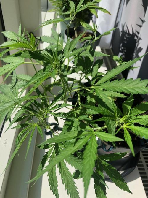 White Widow XXL Auto-Balcony/Window Grow. Week 5