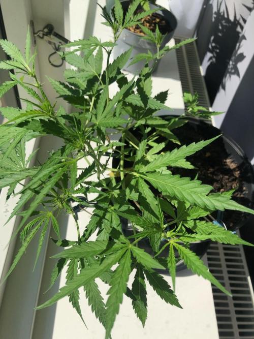 White Widow XXL Auto-Balcony/Window Grow. Week 5