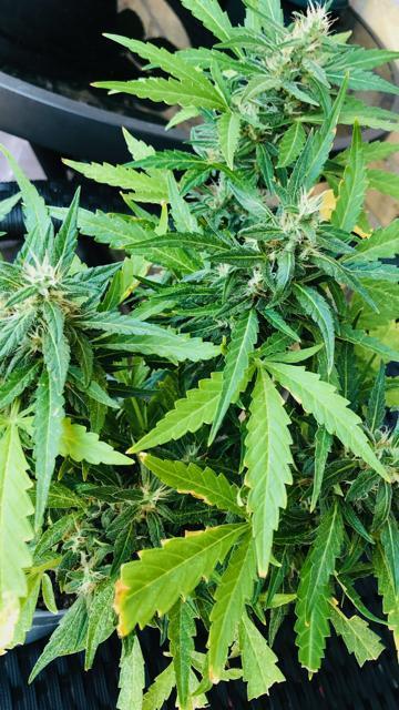Window/Balcony Grow - Mini plant 2026. Week 11