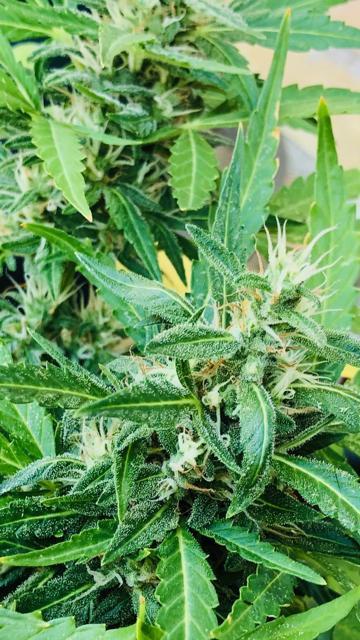 Window/Balcony Grow - Mini plant 2026. Week 11