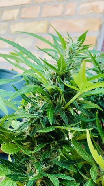 Window/Balcony Grow - Mini plant 2026. Week 11