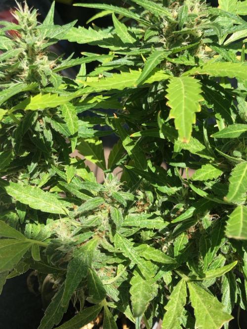 Window/Balcony Grow - Mini plant 2026. Week 11