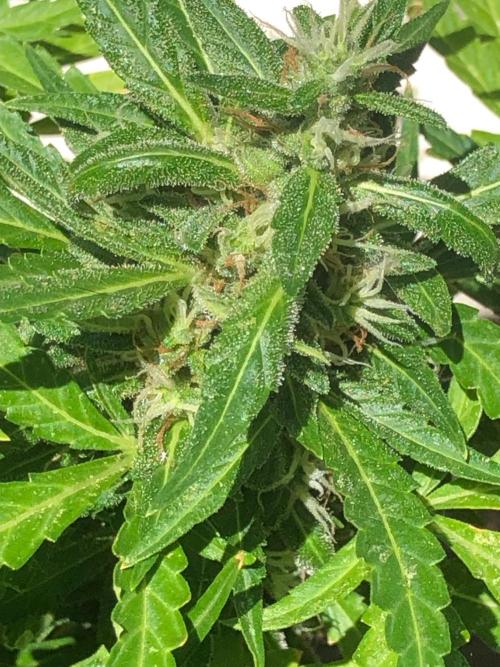 Window/Balcony Grow - Mini plant 2026. Week 11
