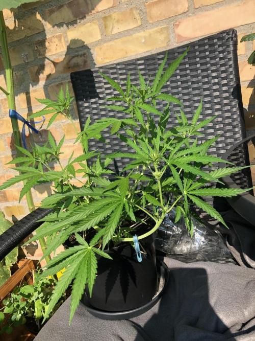 White Widow XXL Auto-Balcony/Window Grow. Week 5
