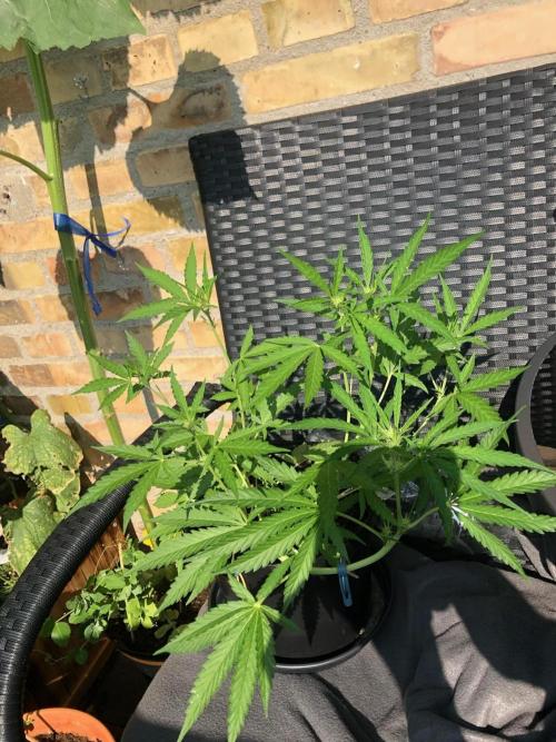 White Widow XXL Auto-Balcony/Window Grow. Week 5
