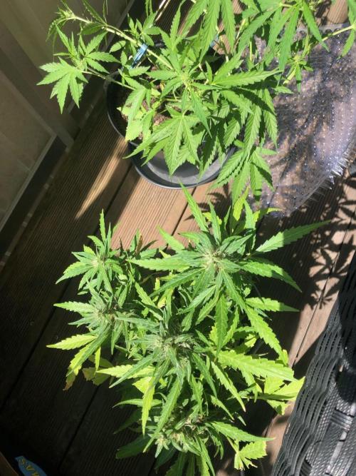 Window/Balcony Grow - Mini plant 2026. Week 11