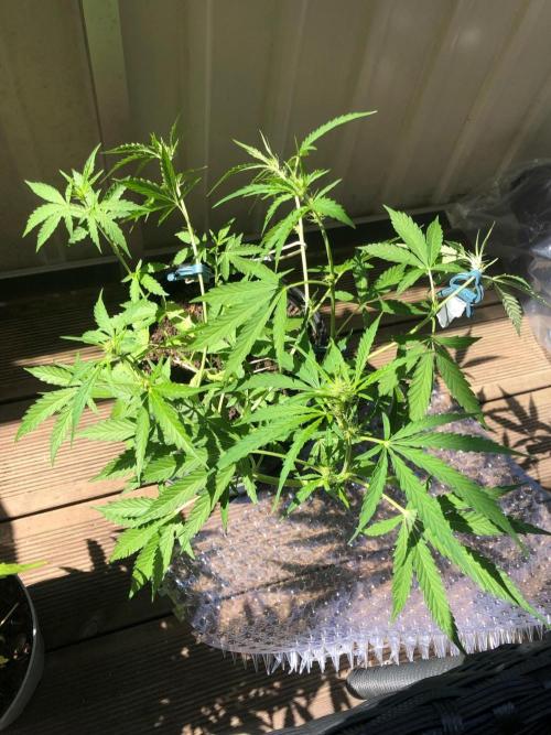 White Widow XXL Auto-Balcony/Window Grow. Week 5
