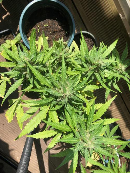 Window/Balcony Grow - Mini plant 2026. Week 12