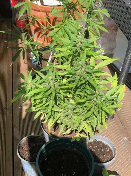 Window/Balcony Grow - Mini plant 2026. Week 12