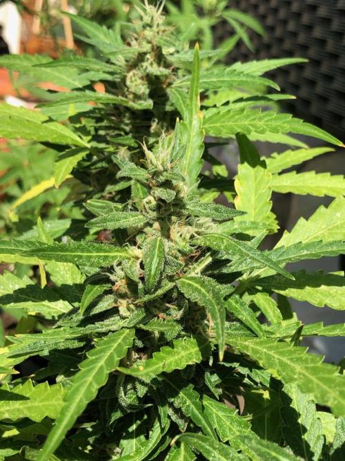 Window/Balcony Grow - Mini plant 2026. Week 12