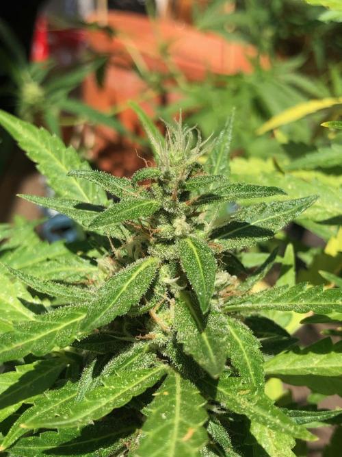 Window/Balcony Grow - Mini plant 2026. Week 12