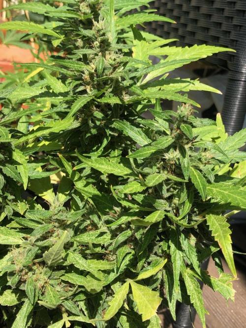 Window/Balcony Grow - Mini plant 2026. Week 12