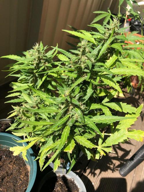 Northern Light Automatic. Week 12