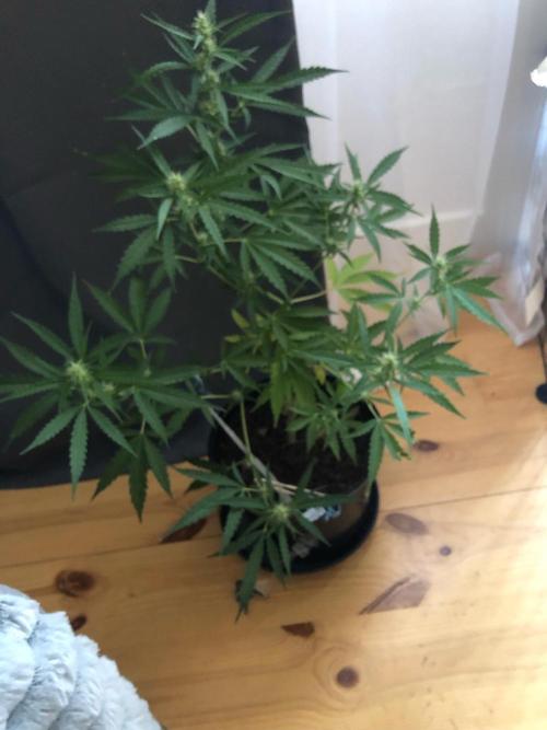 White Widow XXL Auto-Balcony/Window Grow. Week 6