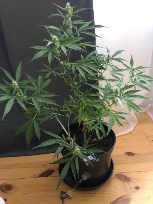 White Widow XXL Auto-Balcony/Window Grow. Week 6