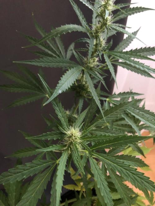 White Widow XXL Auto-Balcony/Window Grow. Week 6