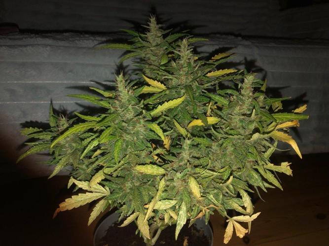 Window/Balcony Grow - Mini plant 2026. Week 13