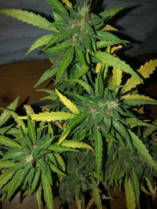Window/Balcony Grow - Mini plant 2026. Week 13