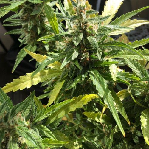 Window/Balcony Grow - Mini plant 2026. Week 13