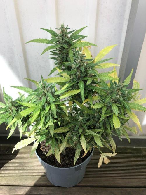 Window/Balcony Grow - Mini plant 2026. Week 13