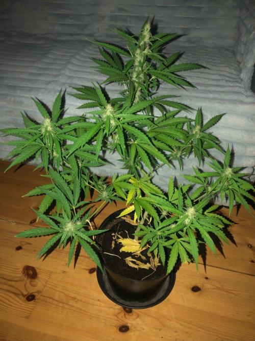 White Widow XXL Auto-Balcony/Window Grow. Week 7