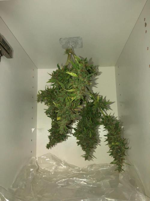 Window/Balcony Grow - Mini plant 2026. Week 14