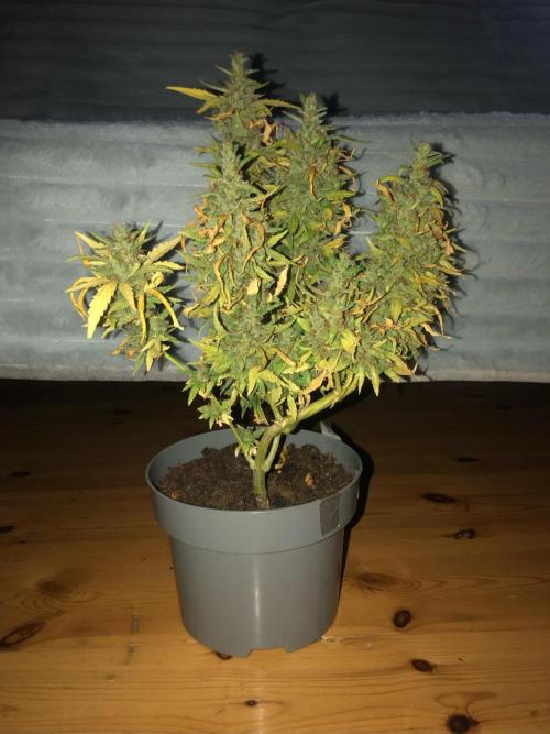 Window/Balcony Grow - Mini plant 2026. Week 14