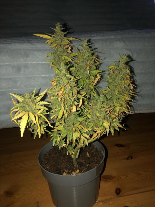 Window/Balcony Grow - Mini plant 2026. Week 14