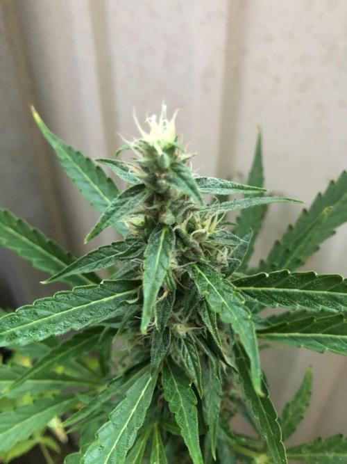 White Widow XXL Auto-Balcony/Window Grow. Week 8