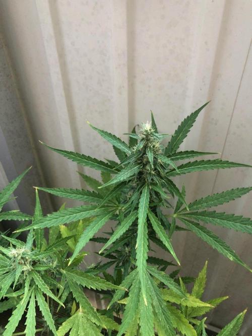 White Widow XXL Auto-Balcony/Window Grow. Week 8