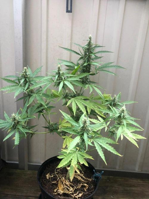 White Widow XXL Auto-Balcony/Window Grow. Week 8