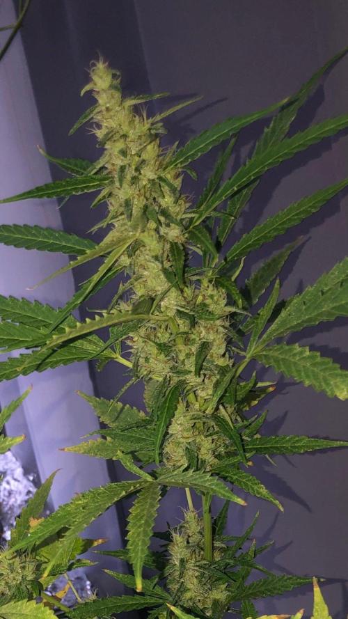 White Widow XXL Auto. Week 8